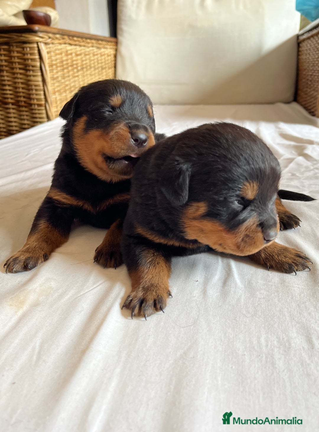 Rottweiler perros en venta: ROTTWEILER cachorros - Imagen 5