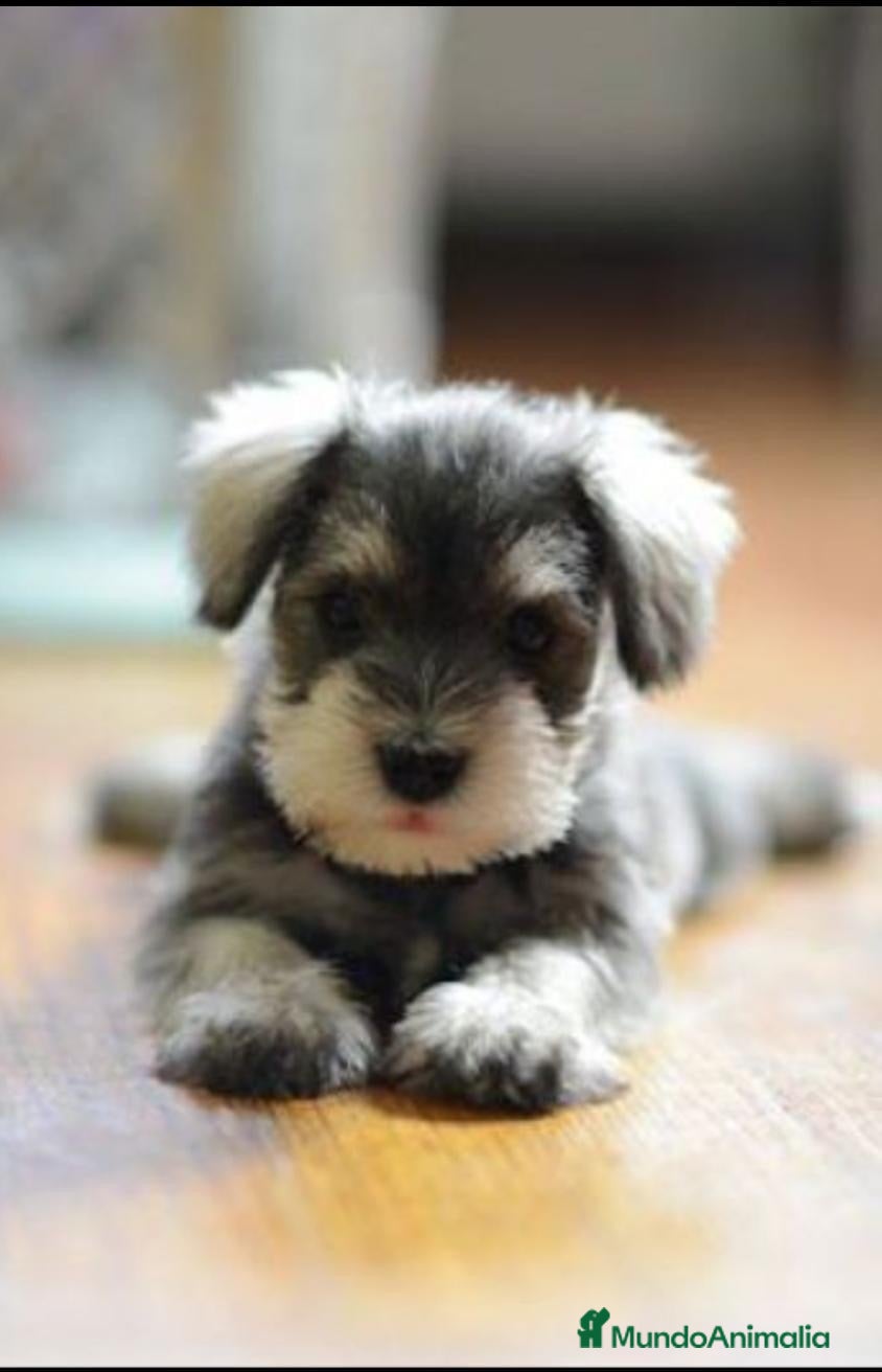 Schnauzer Miniatura perros Cachorros de Schnauzer miniatura sal y pimienta  - Anuncio 29