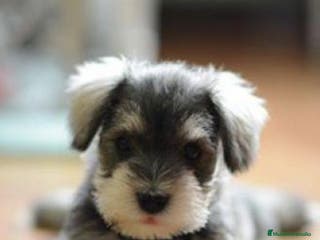 Schnauzer Miniatura perros Cachorros de Schnauzer miniatura sal y pimienta - Anuncio 8
