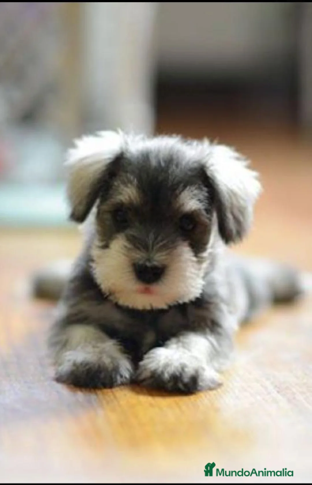 Schnauzer Miniatura perros en venta: Cachorros de Schnauzer miniatura sal y pimienta  - Anuncio 1
