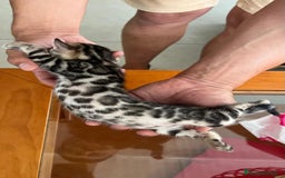 Bengalí gatos en venta: Bengalí charcoal en Cáceres - Imagen 6