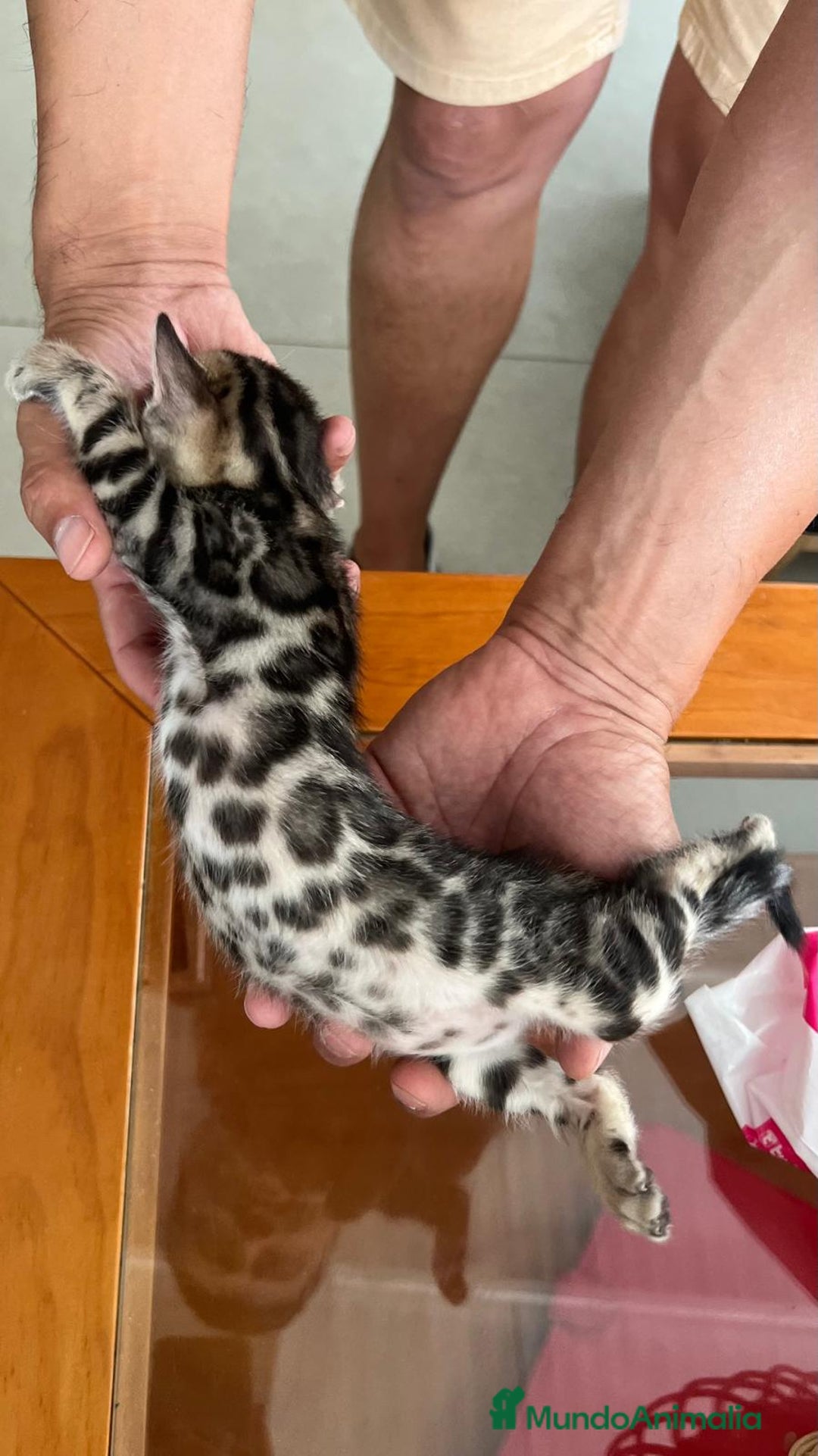 Bengalí gatos en venta: Bengalí charcoal en Cáceres - Imagen 6