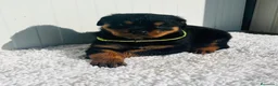 Rottweiler perros en venta:  Rottweiler  en Sevilla - Anuncio 22