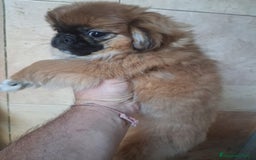 Pekinés perros en venta: Pequines hembra y macho  - Anuncio 5