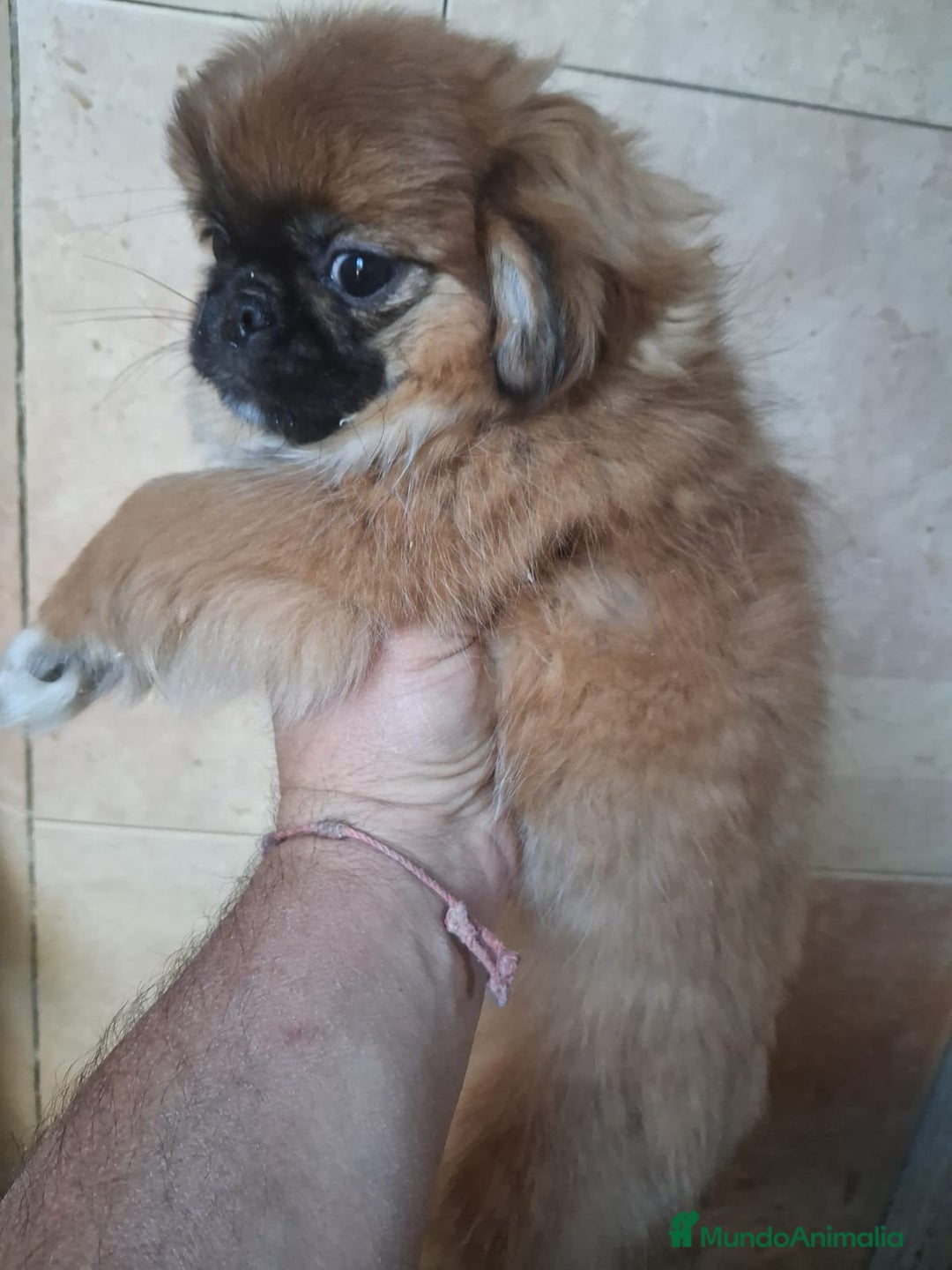 Pekinés perros en venta: Pequines hembra y macho  - Anuncio 5