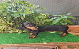 Teckel perros en venta: Teckel  canichen - Imagen 14