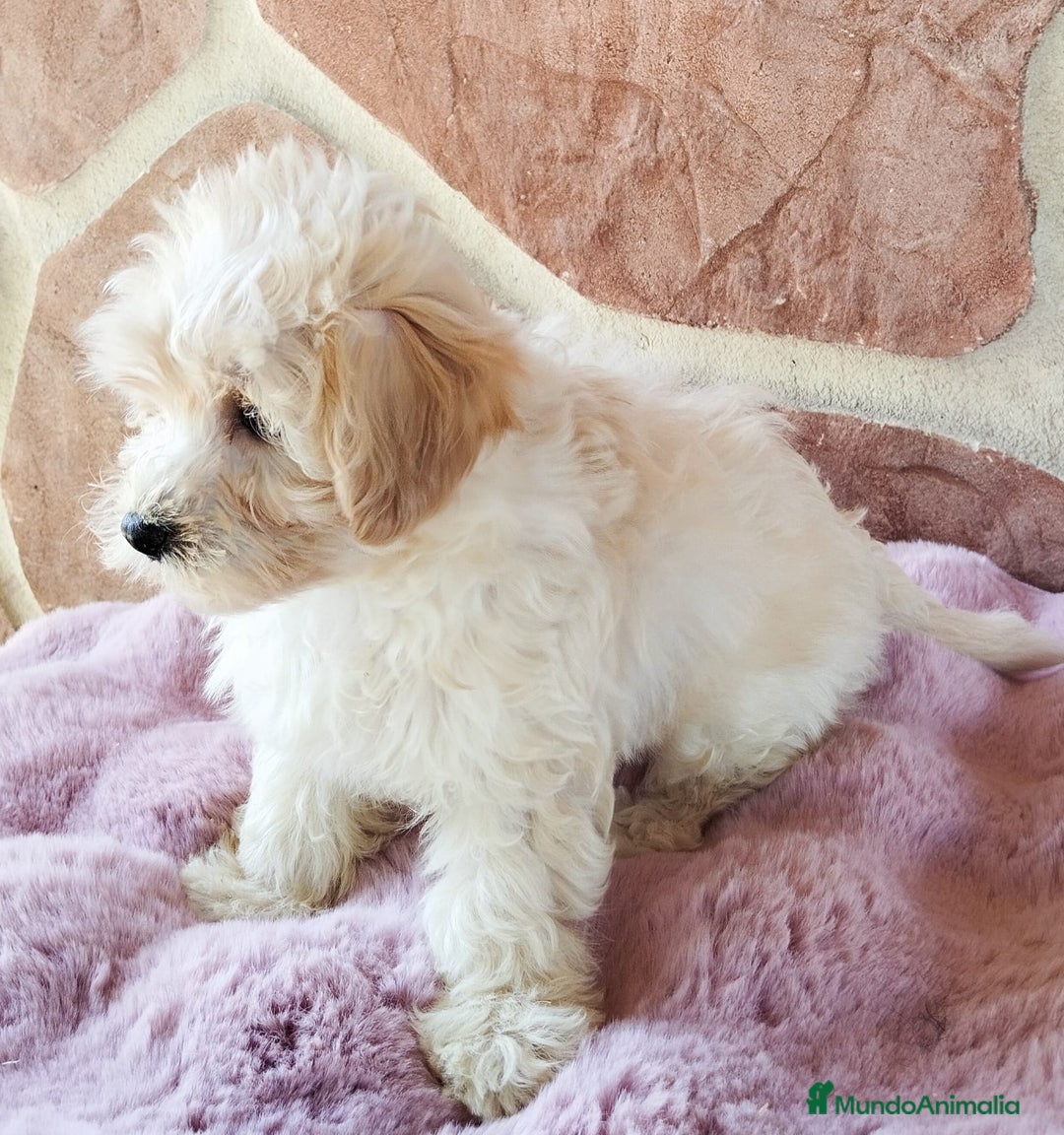 Maltipoo perros en venta: MALTIPOO  - Imagen 2