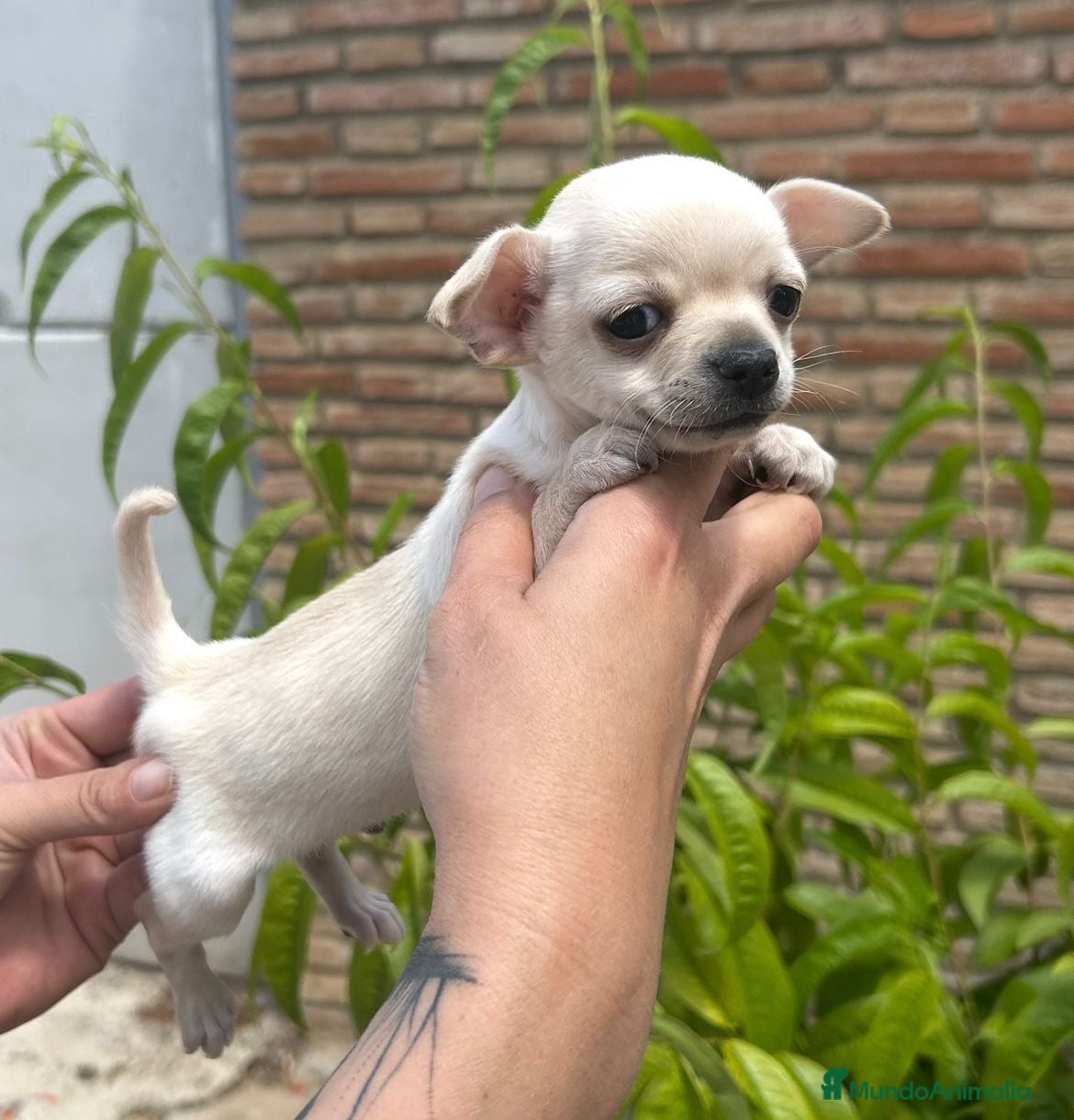 Chihuahua perros Chihuahua Macho 🐾💙 - Anuncio 2