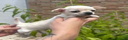 Chihuahua perros en venta: Chihuahua Macho 🐾💙 - Anuncio 1