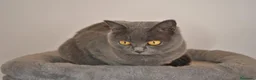 Scottish Straight gatos en venta: Gatos Scottish Straight-Fold  - Anuncio 12