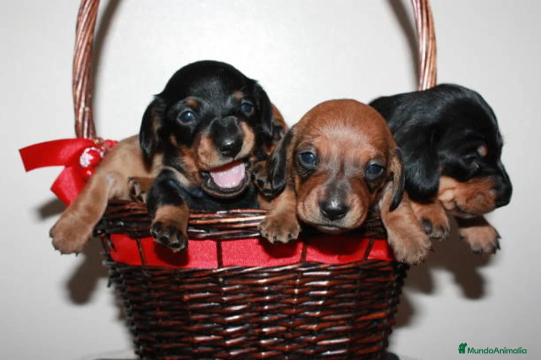 Teckel Miniatura perros en venta: TECKEL SEVILLA  - Anuncio 1