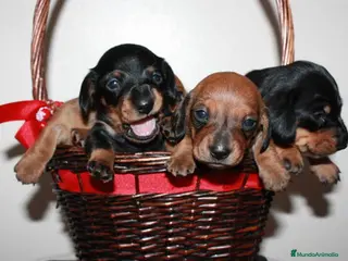 Teckel Miniatura perros TECKEL SEVILLA - Anuncio 9