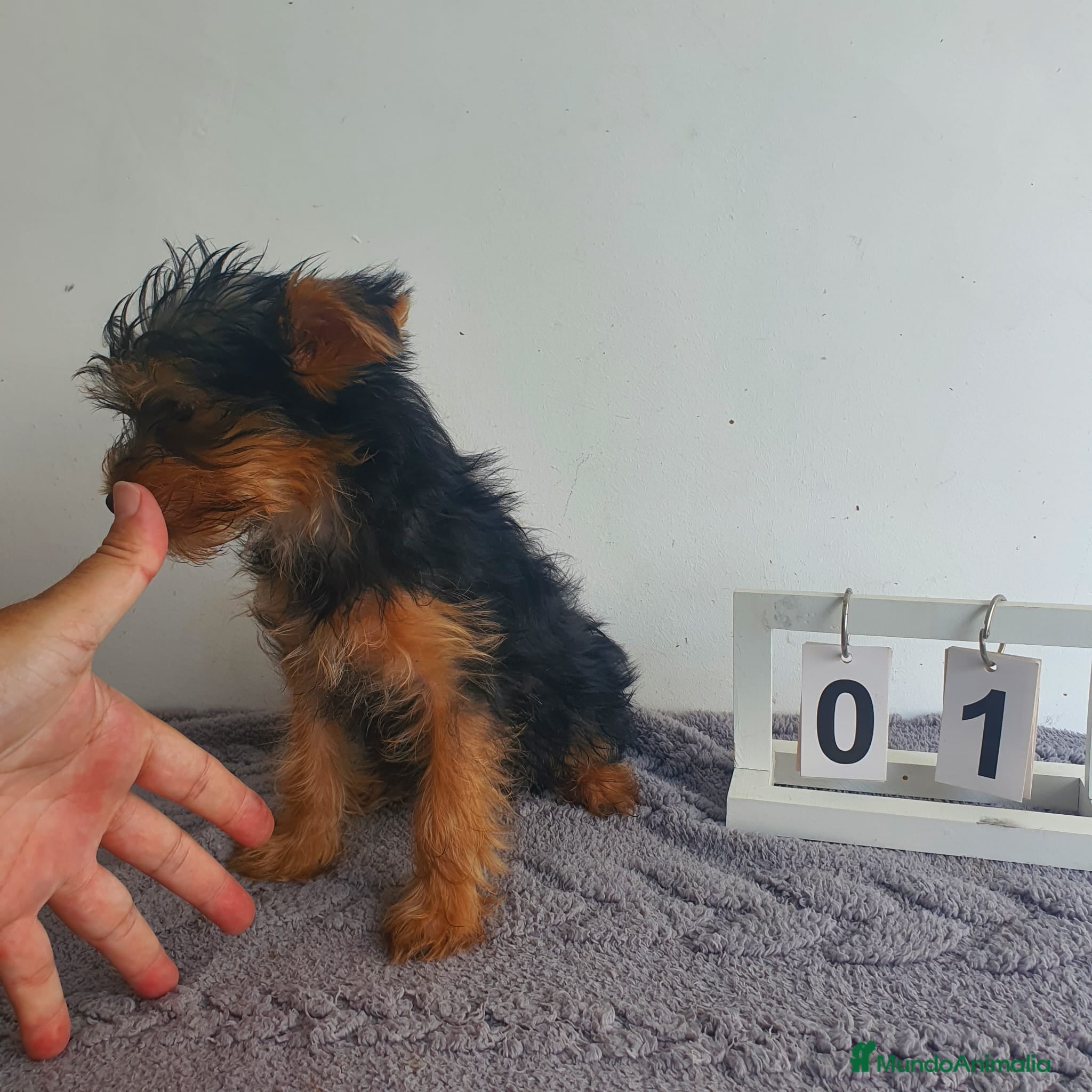 Yorkshire Terrier perros Yorkshire mini - Anuncio 1