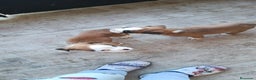 Boxer perros en venta: Bóxer  - Anuncio 3