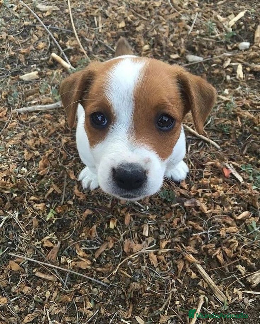 Jack Russell Terrier perros en venta: Preciosos Jack Russell 🤍🤎 - Anuncio 3