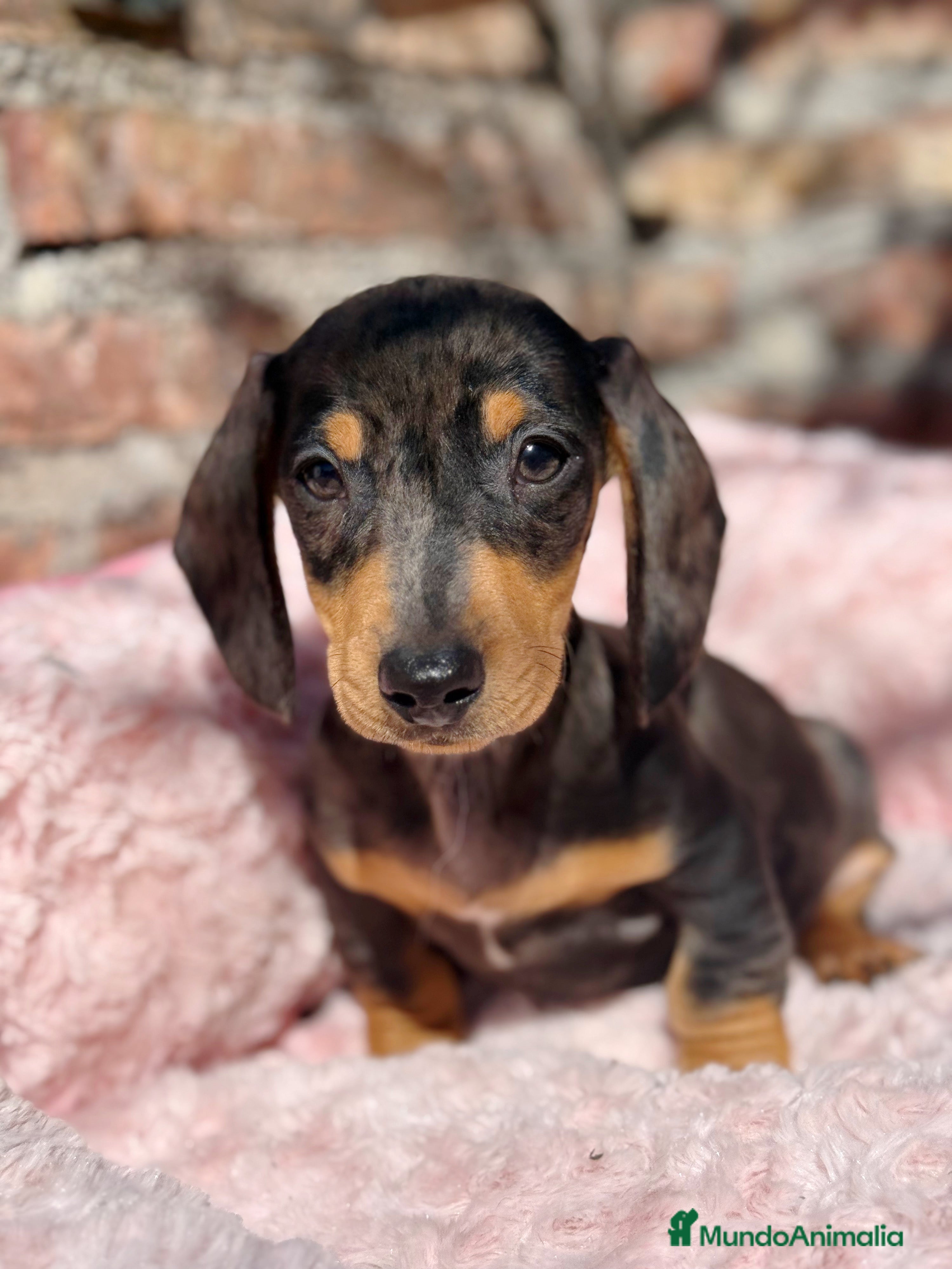 Teckel Miniatura perros Teckel kanichen macho arlequín plata - Anuncio 2