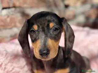 Teckel Miniatura perros Teckel kanichen macho arlequín plata - Anuncio 1