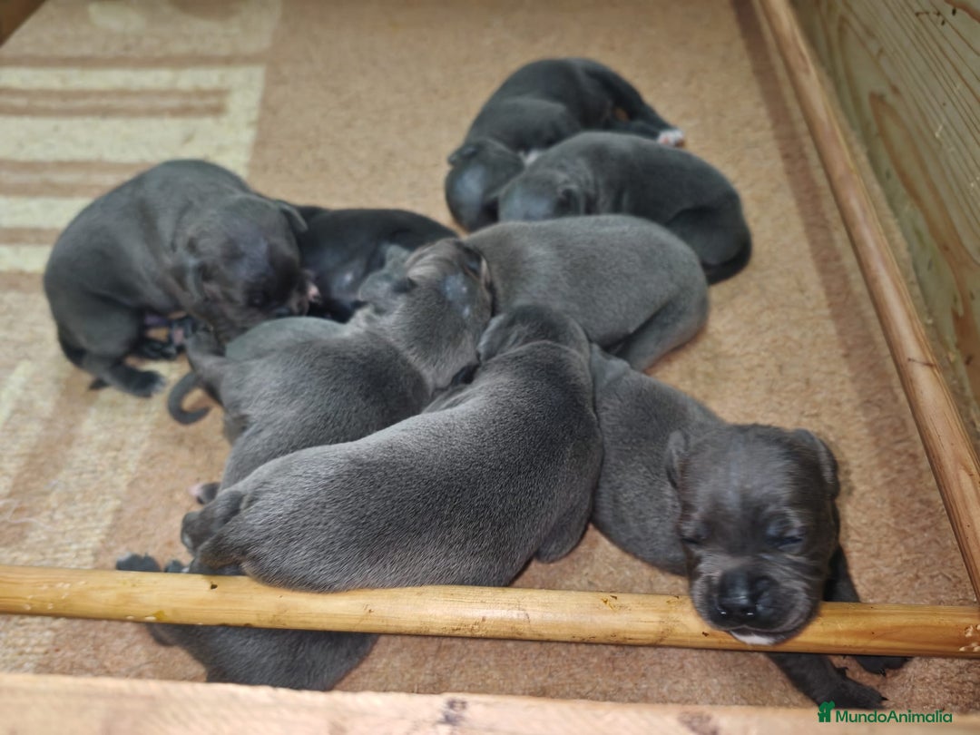 Staffordshire Bull Terrier perros en venta: Staffordshire bull terrier Blue - Imagen 5
