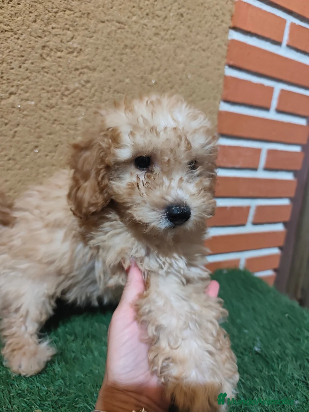 Caniche Toy perros en venta: CANICHE TOY 🧡🧡🧡🧡 en Alicante - Anuncio 11