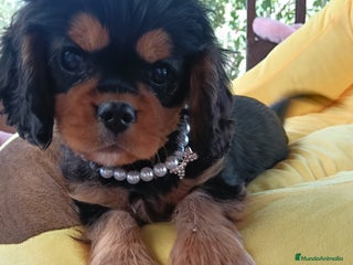 Cavalier King Charles Spaniel perros Precioso cachorro negro fuego - Anuncio 1