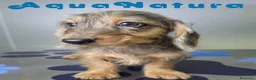 Teckel perros en venta: Teckel Hembra Pelo Largo Arlequin - Anuncio 9