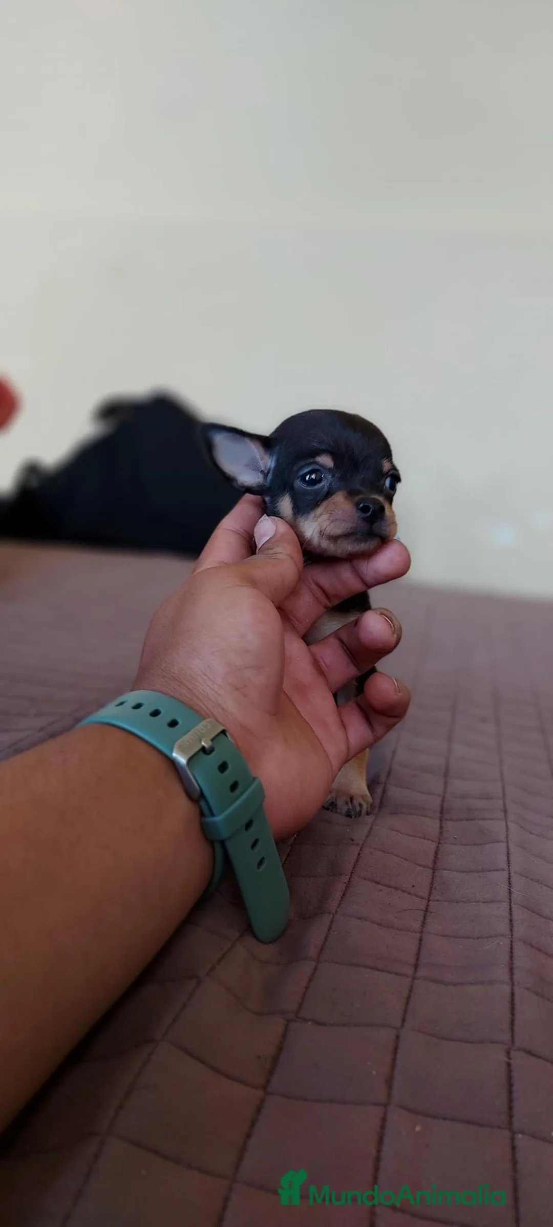 Pinscher Miniatura perros en venta: Pinscher miniatura ENTREGA A TODA ESPAÑA  en Ciudad Real - Anuncio 5