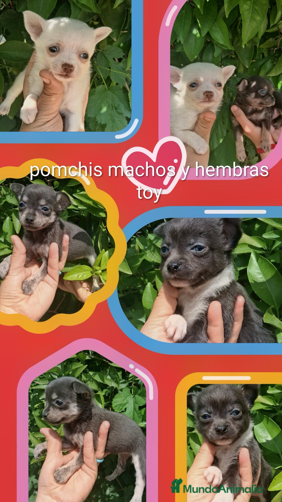 Pomchi perros Pomchis toy azules ,azul y blanco y hembra blanca  - Anuncio 4