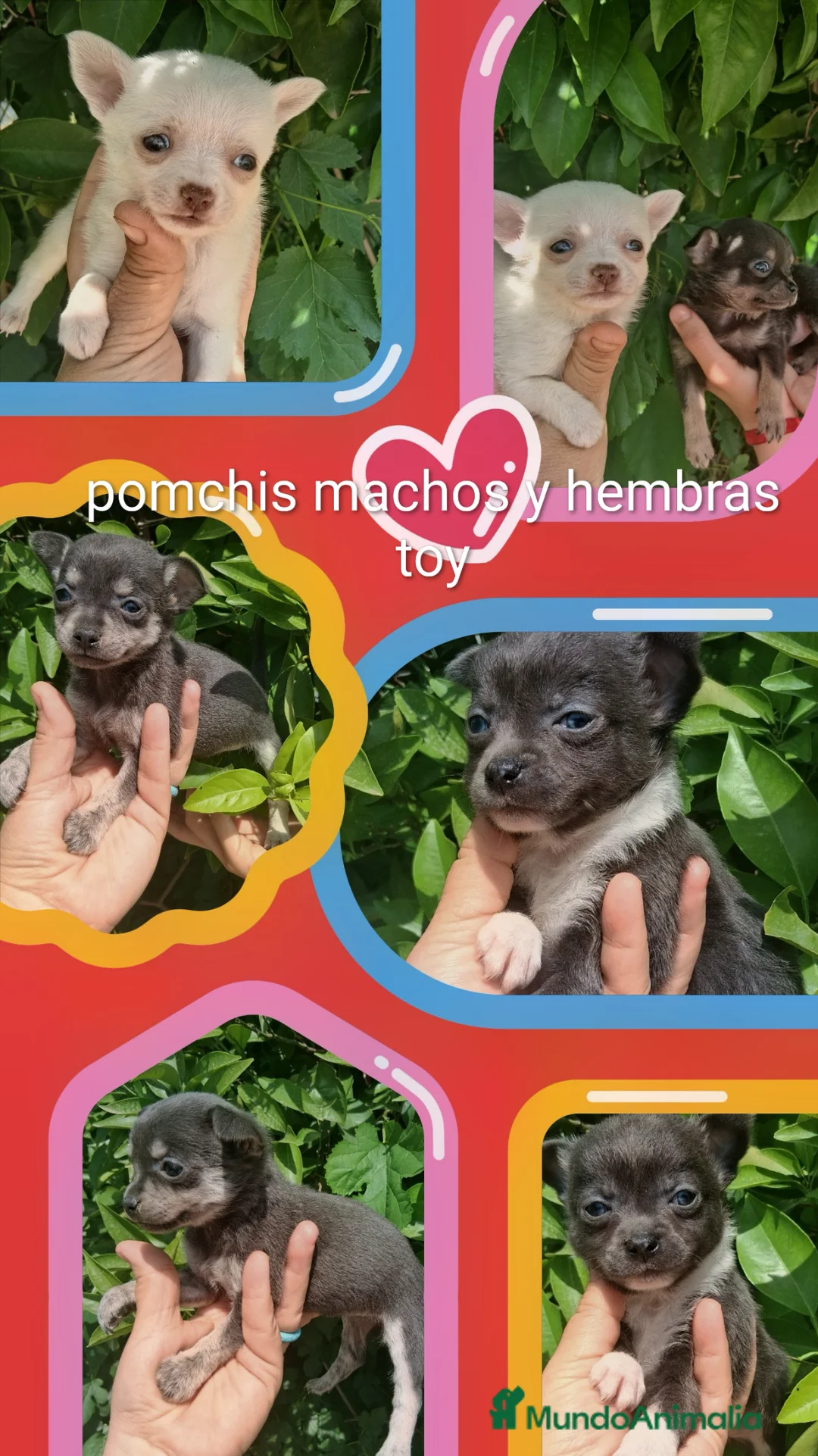Pomchi perros en venta: super toy  de ojos azules y verdes envío a Madrid  - Anuncio 1