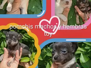 Pomchi perros super toy de ojos azules y verdes envío a Madrid - Anuncio 1