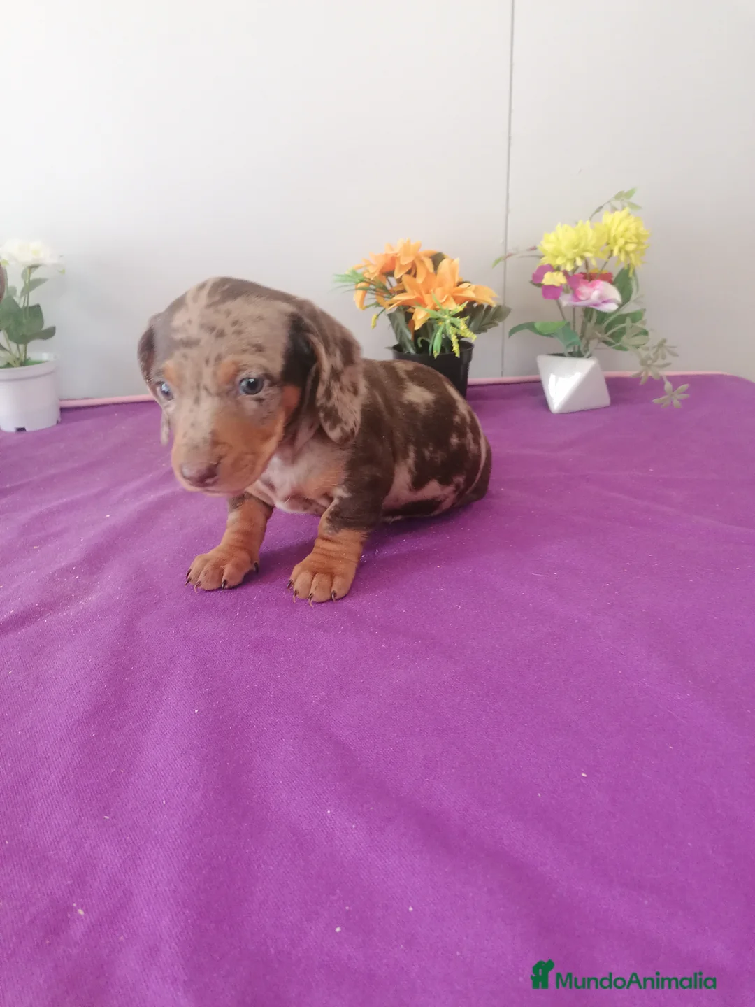 Teckel Miniatura perros en venta: Teckel Arlequín chocolate y arlequín negro  - Anuncio 1