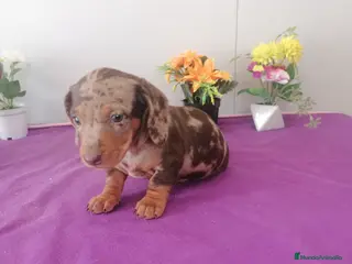 Teckel Miniatura perros Teckel Arlequín chocolate y arlequín negro - Anuncio 2