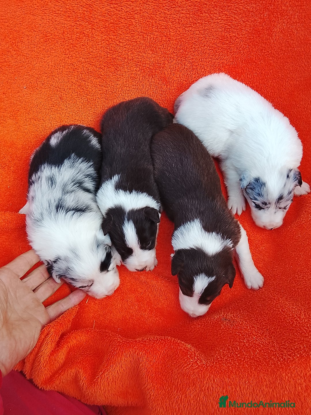 Border Collie perros en venta: Cachorros de border collie  - Anuncio 2