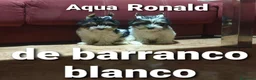 Biewer Yorkshire Terrier a la Pom Pon perros en venta: Biewer con pedigree de la mejor calidad - Anuncio 16