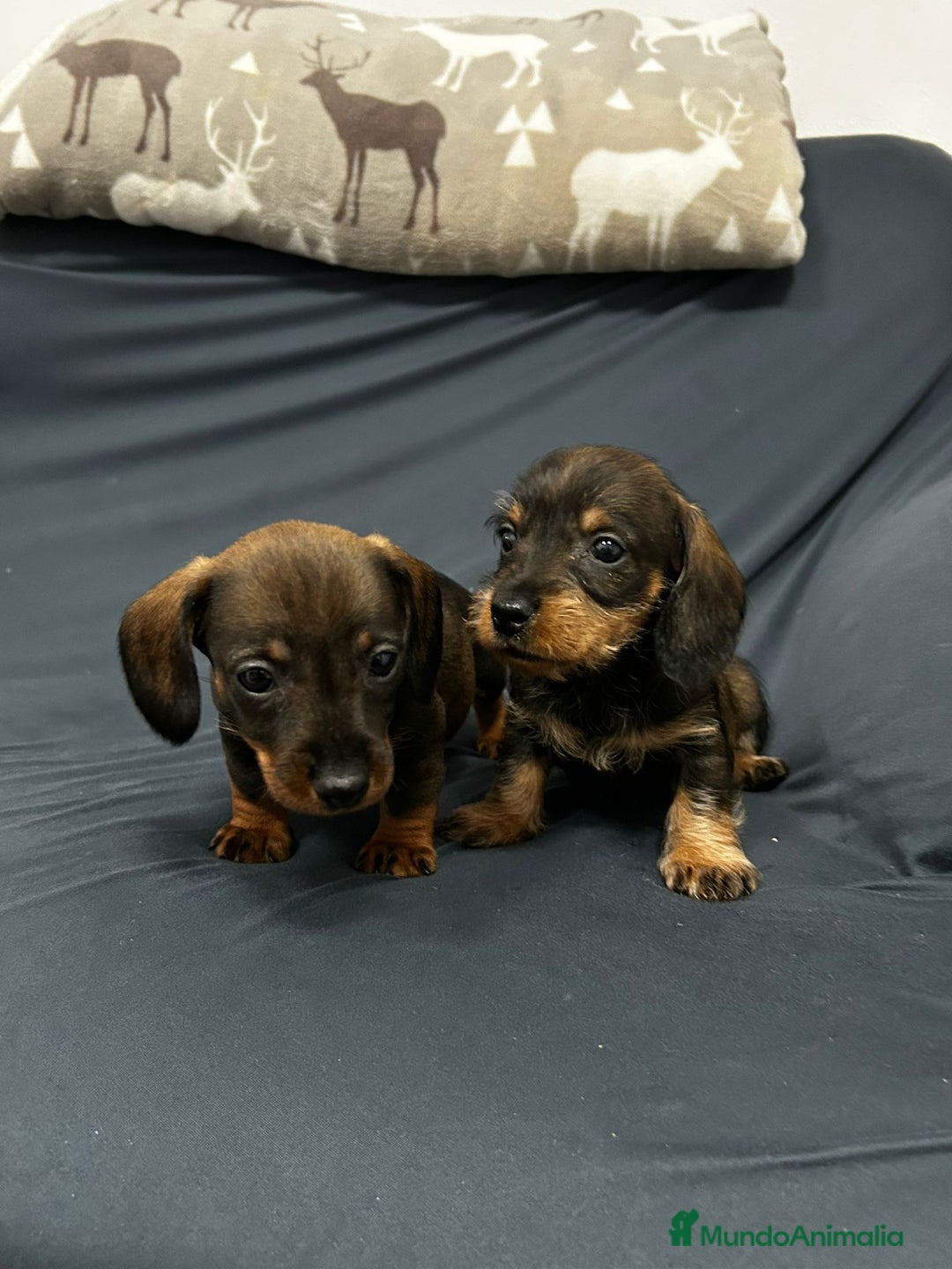 Teckel Miniatura perros en venta: Teckel mini pelo duro  - Anuncio 2