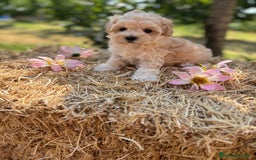 Maltipoo perros en venta: Maltipoo Macho disponible  - Imagen 4