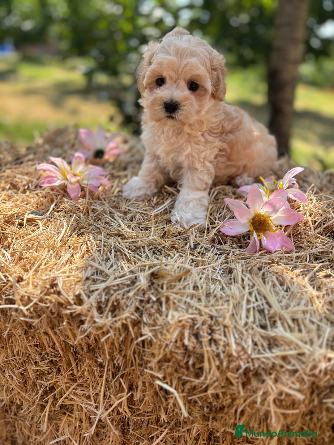 Maltipoo perros en venta: Maltipoo Macho disponible  - Imagen 4
