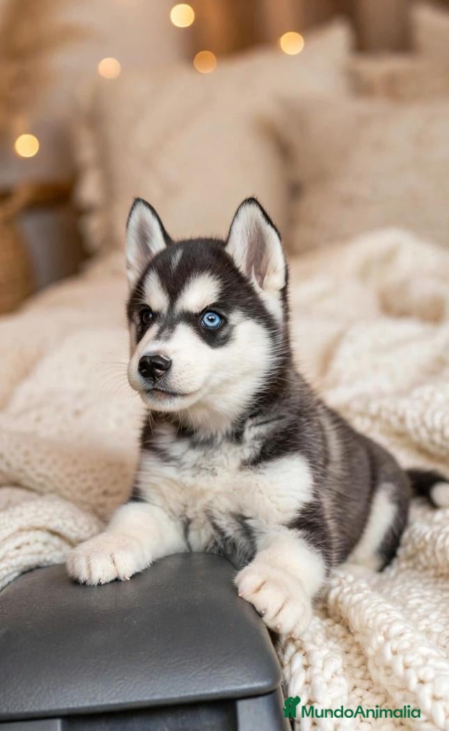 Husky Siberiano perros Husky siberiano  - Anuncio 1