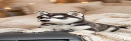 Husky Siberiano perros en venta: Husky siberiano  - Anuncio 1