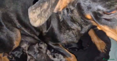 Pinscher Miniatura perros - Anuncio 10