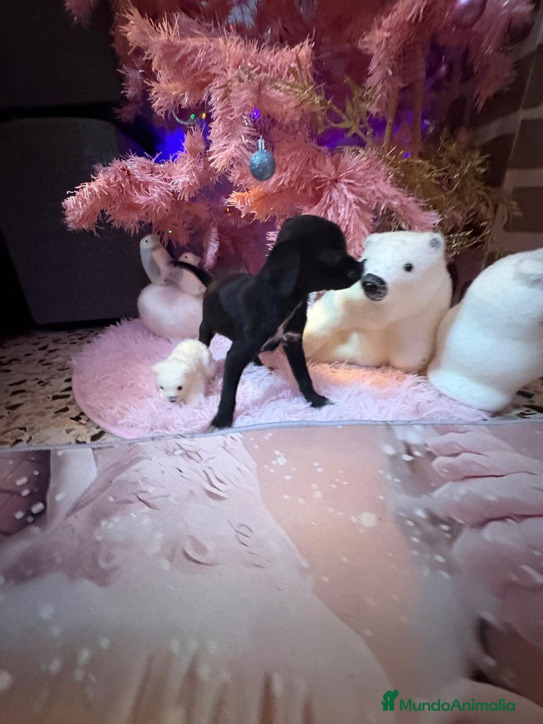 Chihuahua perros en venta: Chihuahua toy negro  - Anuncio 1