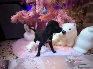 Chihuahua perros Chihuahua toy negro - Anuncio 1