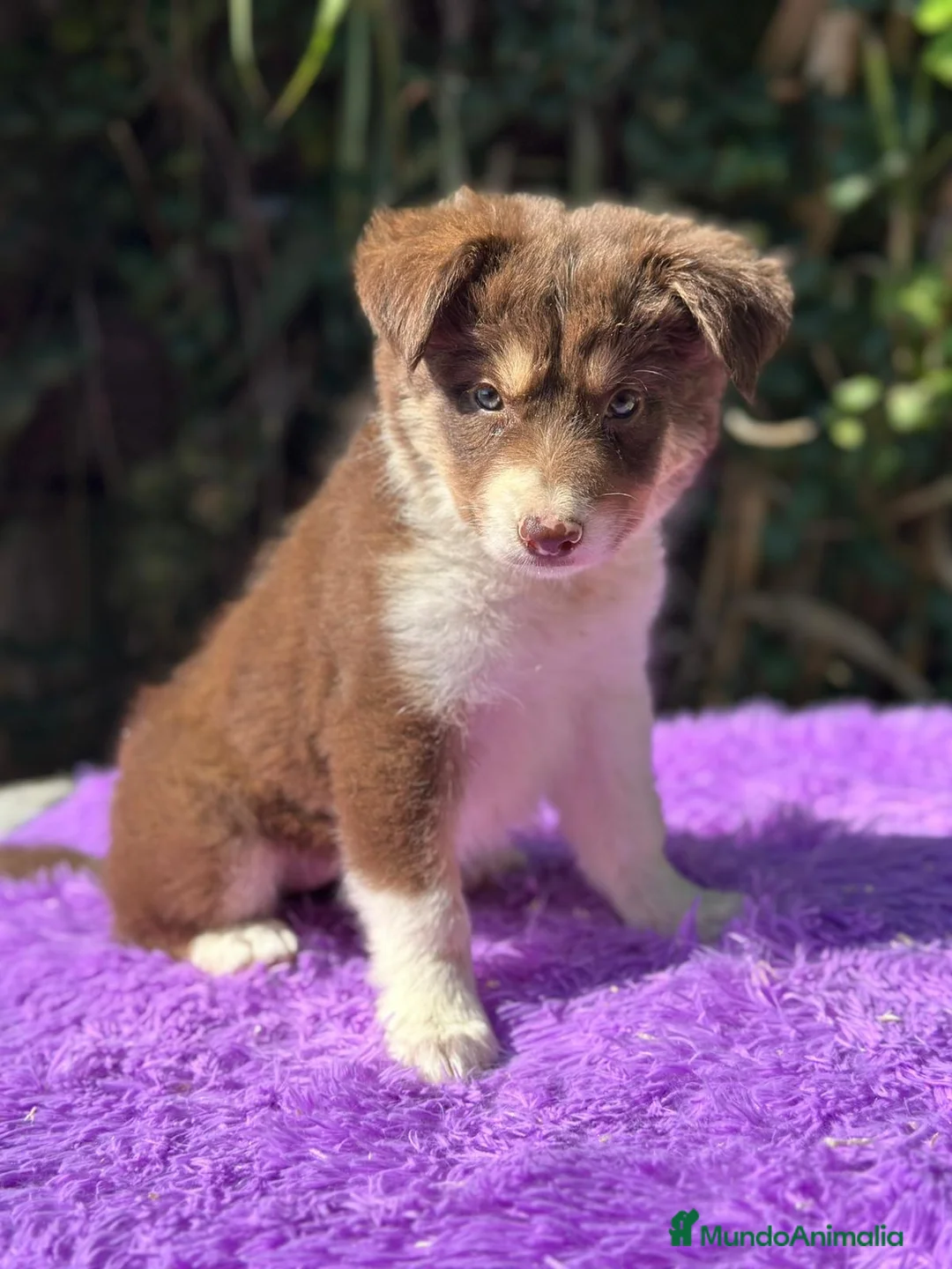 Border Collie perros en venta: Border collie chocolate - Anuncio 2