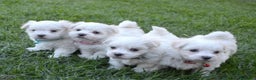 Bichón Maltés perros en venta: BICHONES BARCELONA !!! - Anuncio 1
