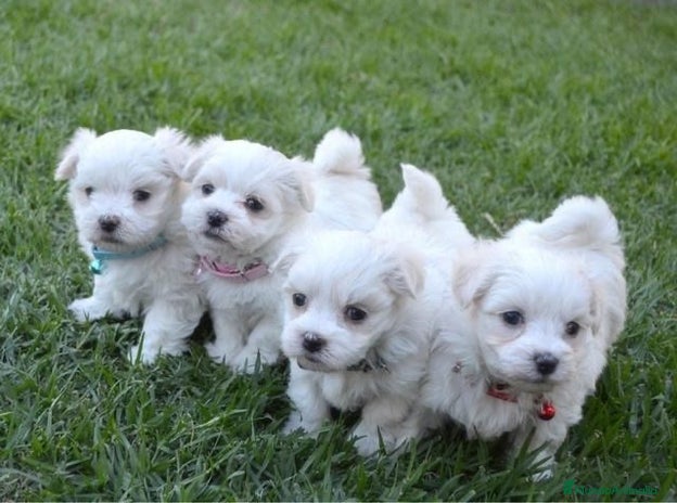 Bichón Maltés perros - Anuncio 2