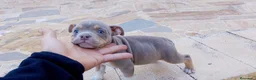 American Bully perros en venta: American Bully Pocket Exótic - Anuncio 4
