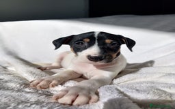 Ratonero Bodeguero Andaluz perros en venta: BODEGUEROS - Anuncio 3