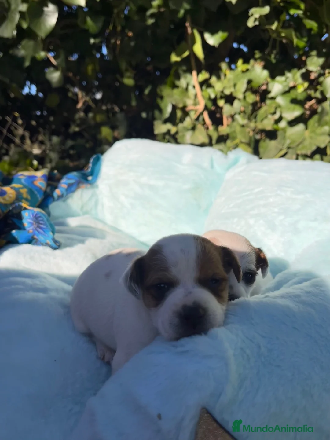 Jack Russell Terrier perros en venta: Preciosa camada de Jack Russell disponible 🐾🐶 - Anuncio 2