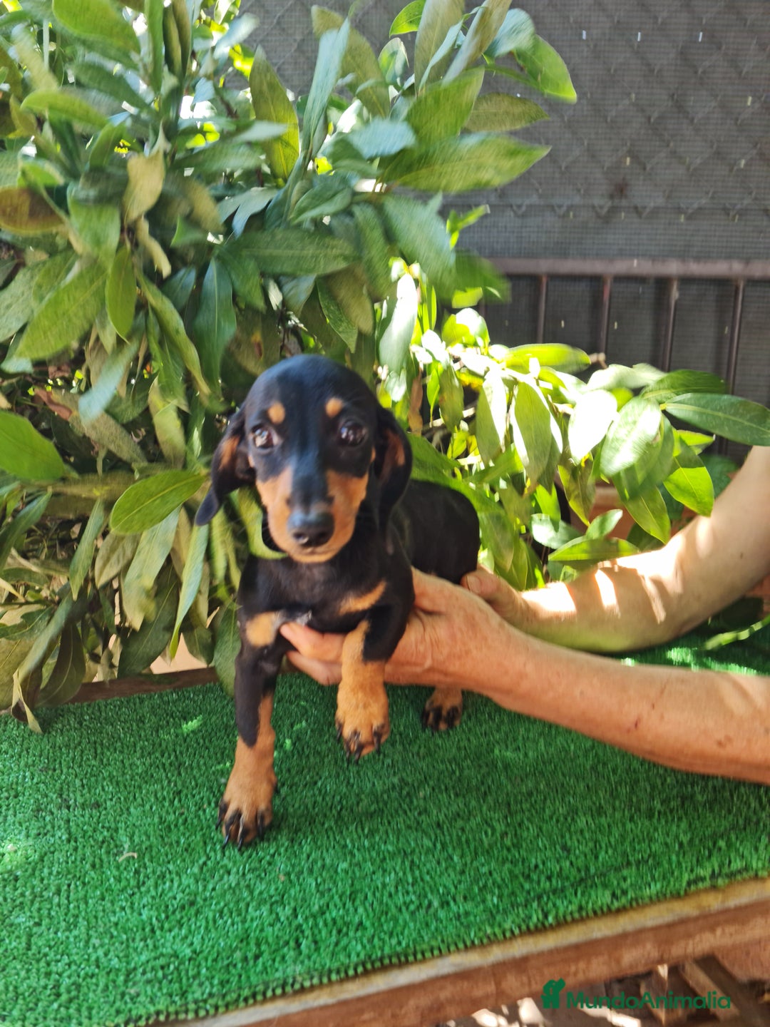 Teckel perros en venta: Teckel  canichen - Imagen 7