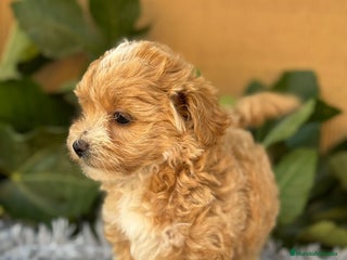 Maltipoo perros - Anuncio 35