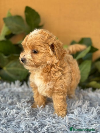 Maltipoo perros - Anuncio 5